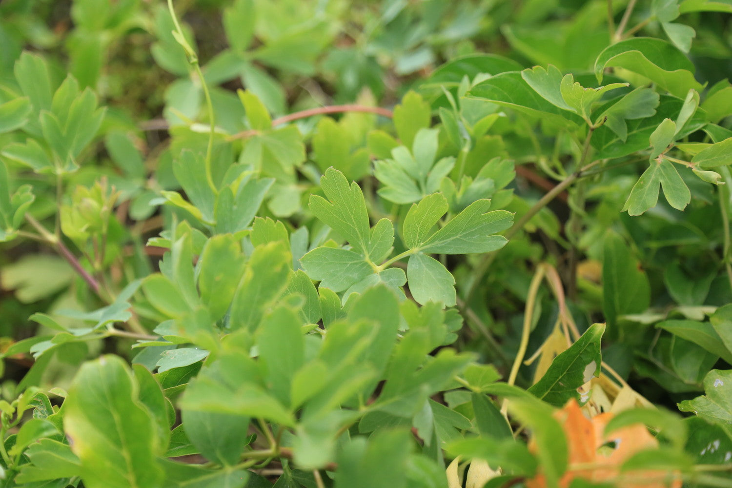 #c7Galleryコラボ限定ラベル【トリポデルー IPA】甑島産長命草とトロピカルホップ香るIPA