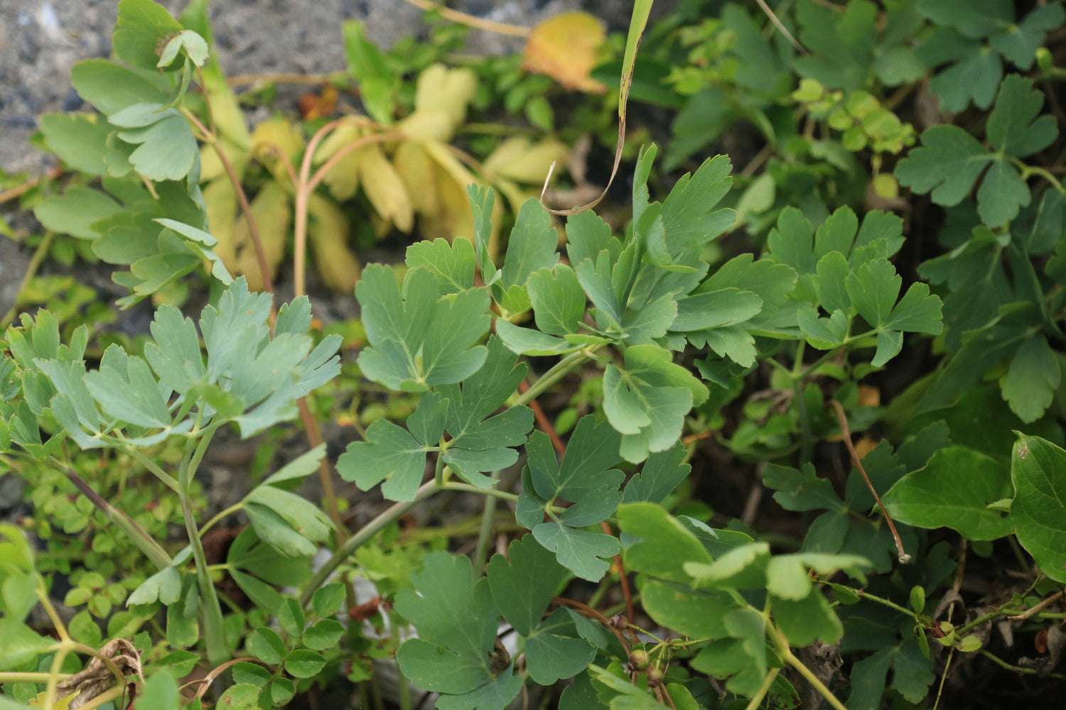 #c7Galleryコラボ限定ラベル【トリポデルー IPA】甑島産長命草とトロピカルホップ香るIPA