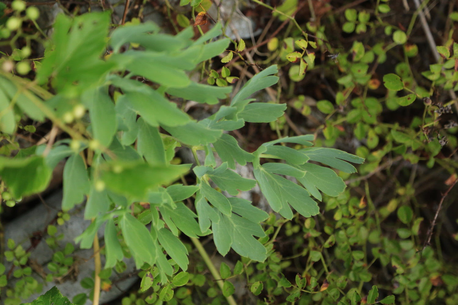 KOSHIKIBREWERY【Tripoderoo IPA】甑島産長命草とトロピカルホップ香るIPA