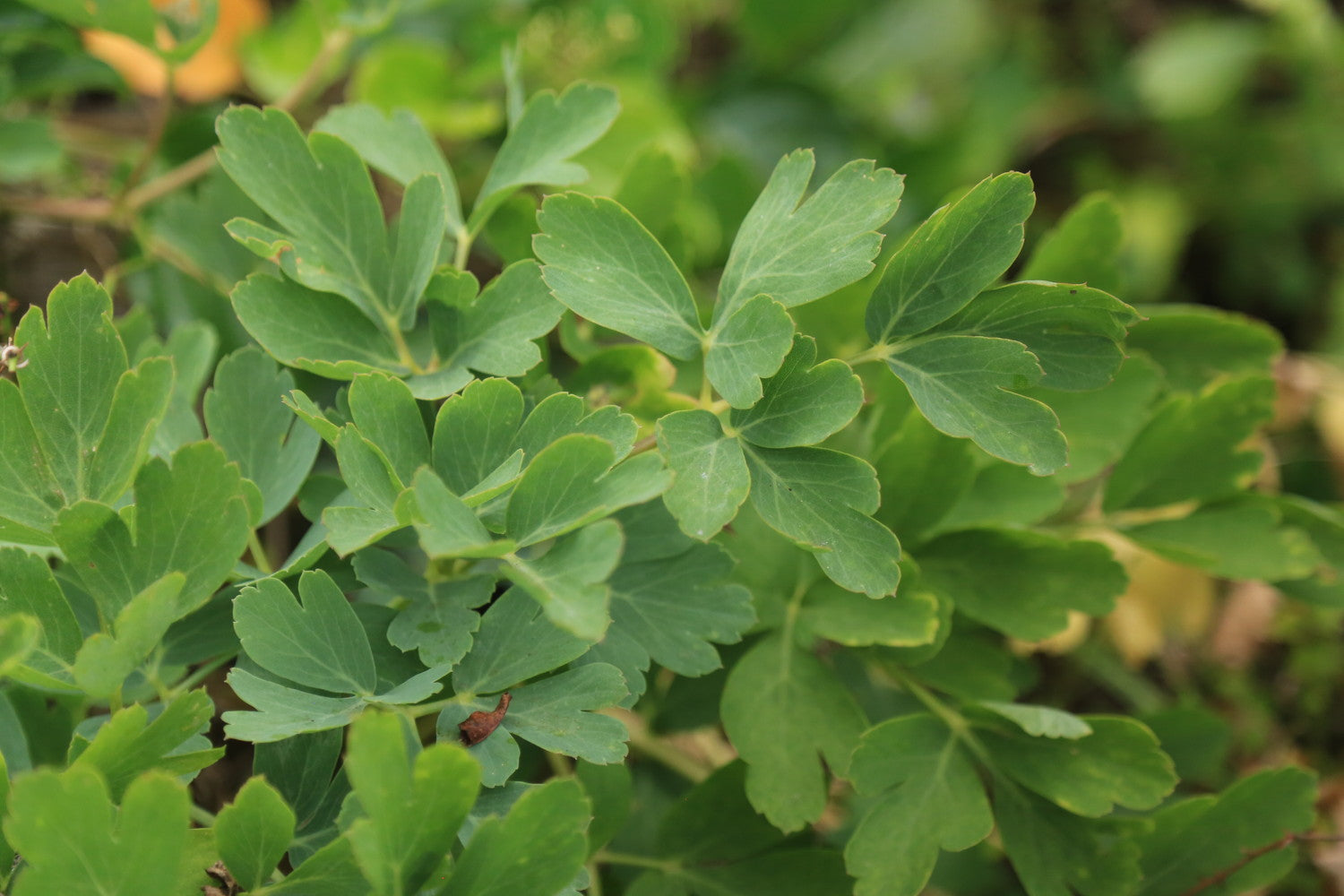 #c7Galleryコラボ限定ラベル【トリポデルー IPA】甑島産長命草とトロピカルホップ香るIPA