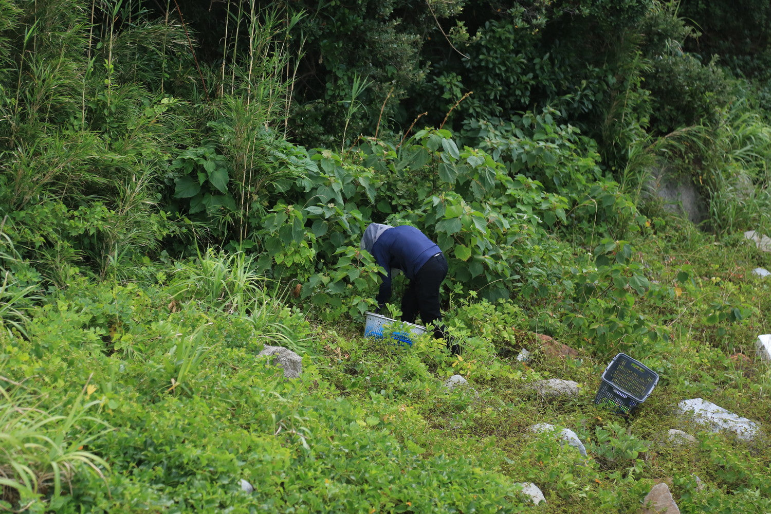 #c7Galleryコラボ限定ラベル【トリポデルー IPA】甑島産長命草とトロピカルホップ香るIPA