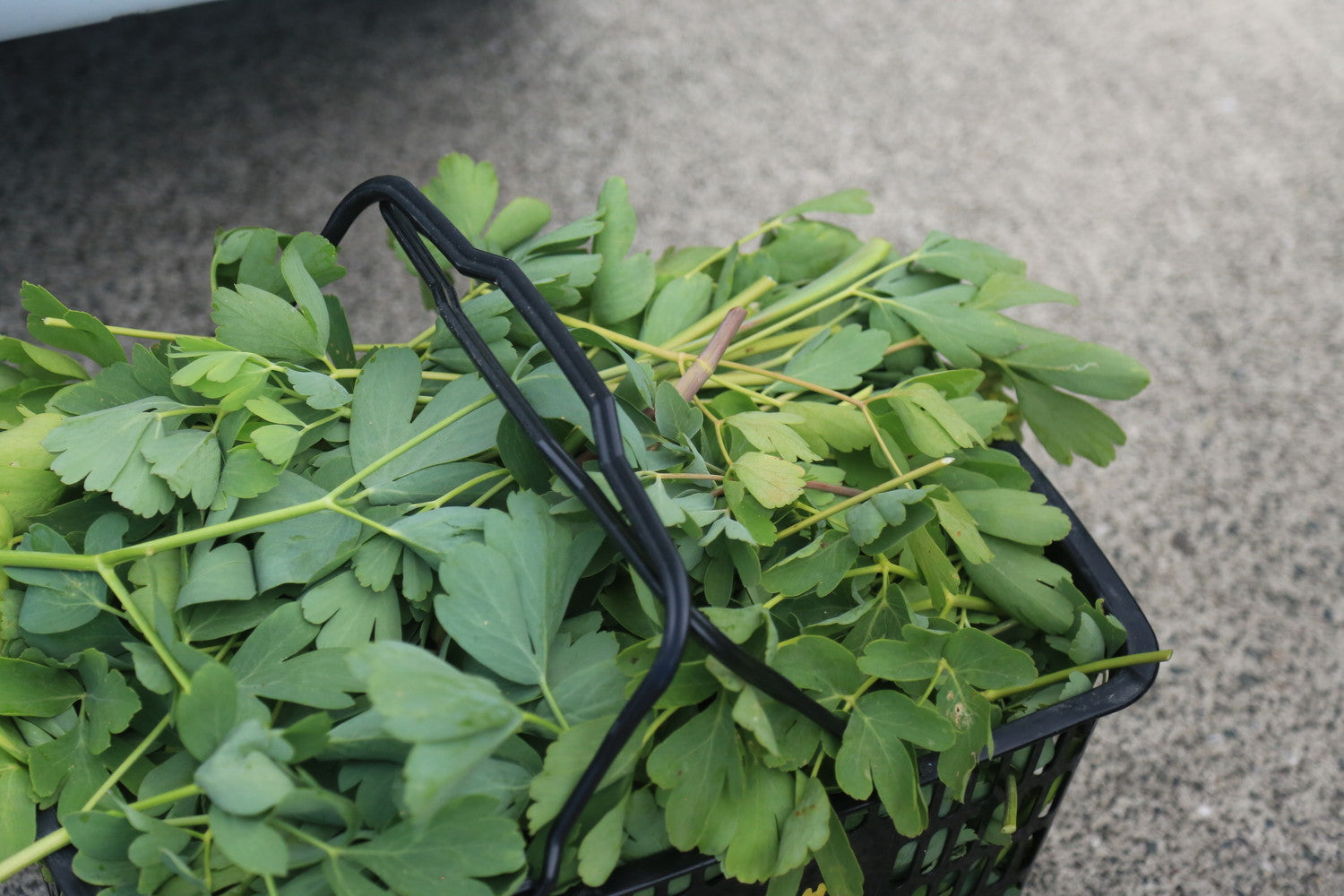 KOSHIKIBREWERY【Tripoderoo IPA】甑島産長命草とトロピカルホップ香るIPA