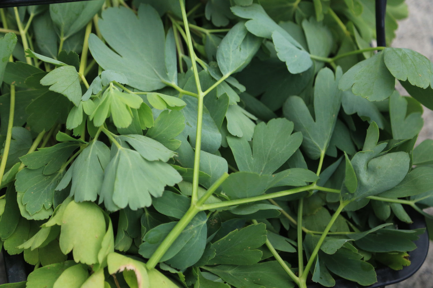 #c7Galleryコラボ限定ラベル【トリポデルー IPA】甑島産長命草とトロピカルホップ香るIPA