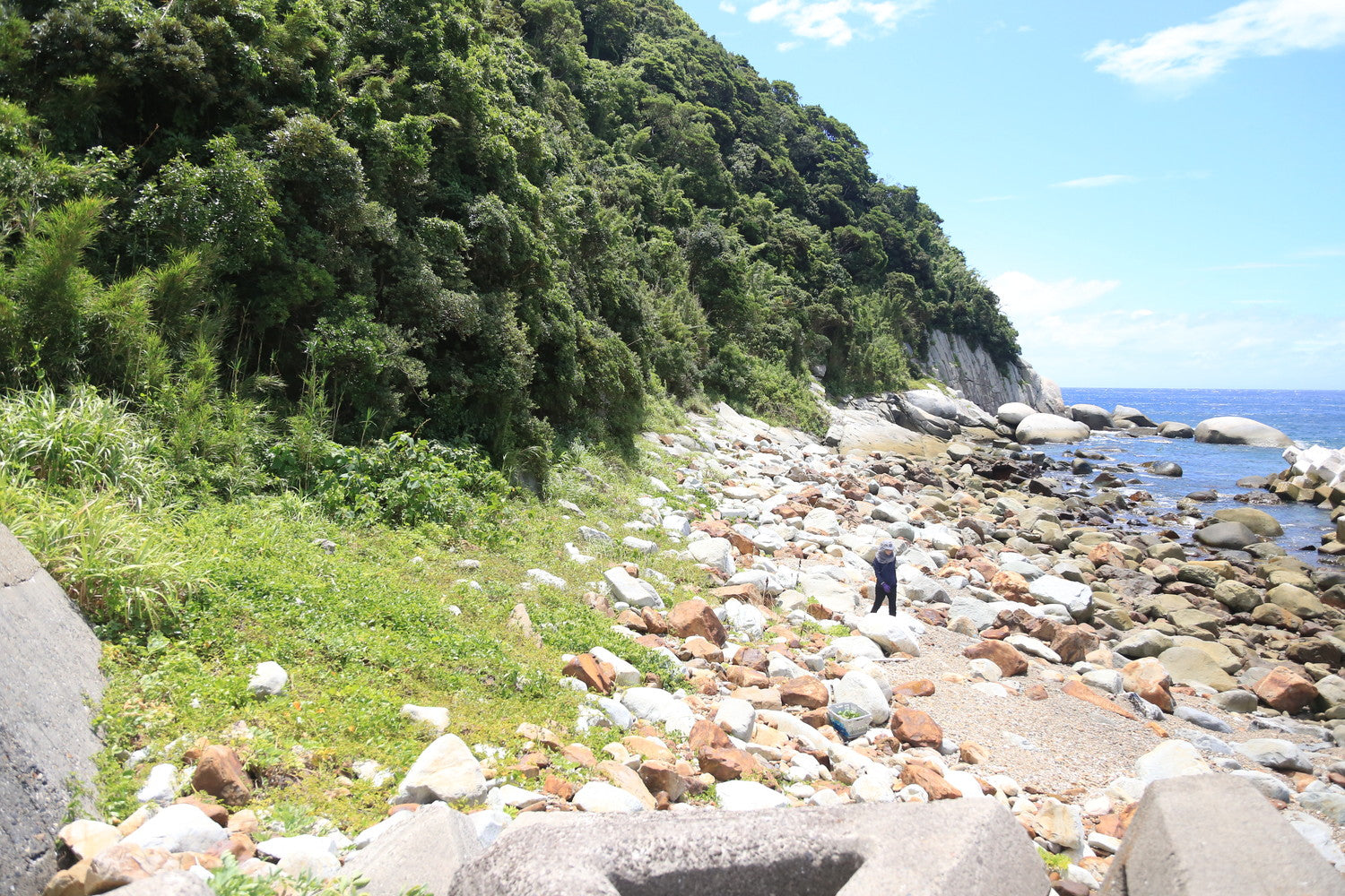 #c7Galleryコラボ限定ラベル【トリポデルー IPA】甑島産長命草とトロピカルホップ香るIPA