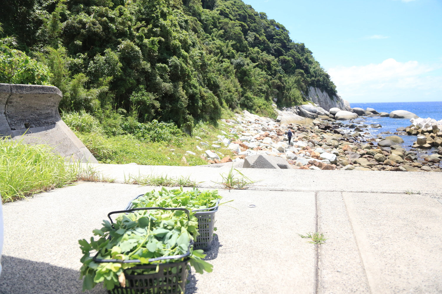 KOSHIKIBREWERY【Tripoderoo IPA】甑島産長命草とトロピカルホップ香るIPA