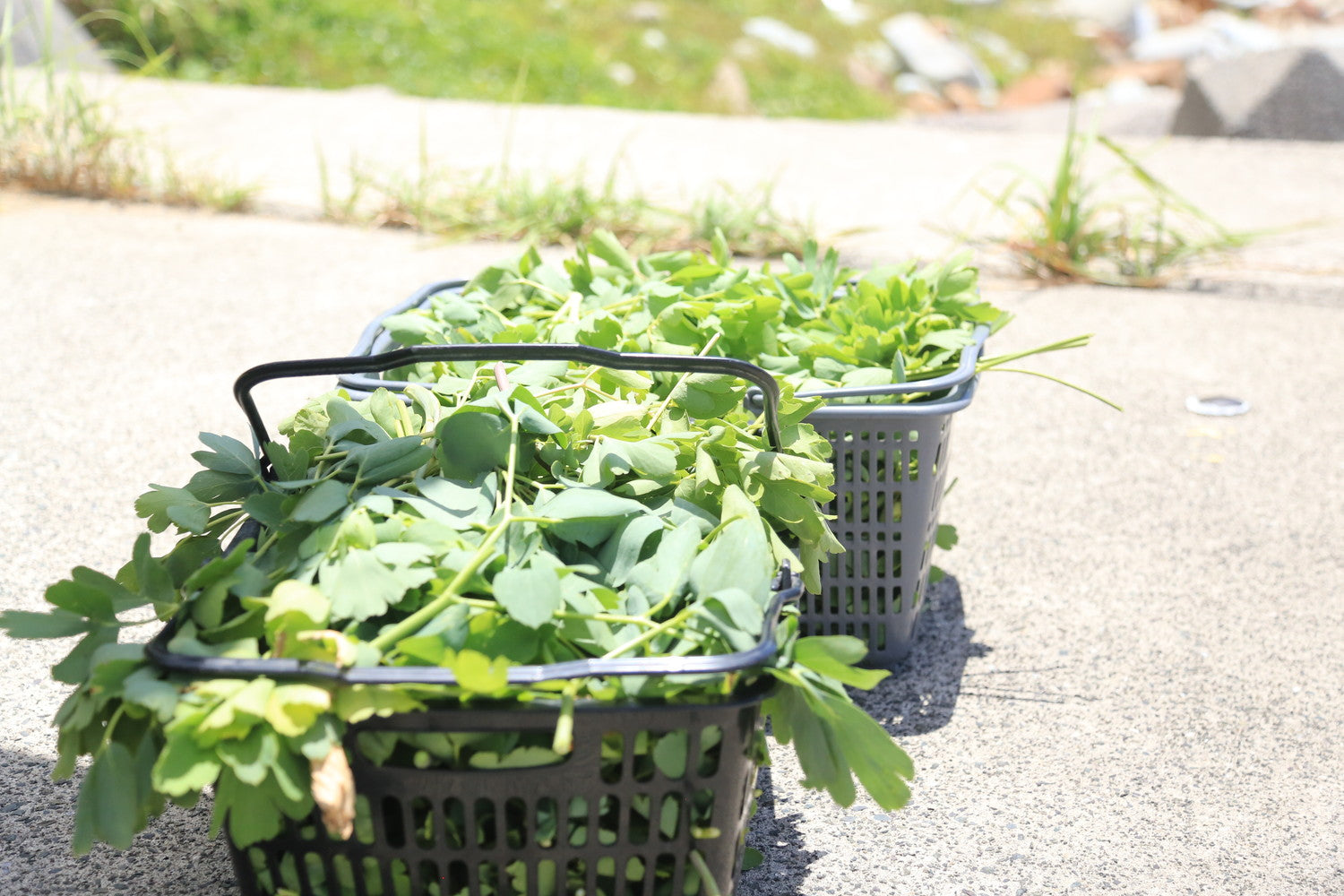 #c7Galleryコラボ限定ラベル【トリポデルー IPA】甑島産長命草とトロピカルホップ香るIPA