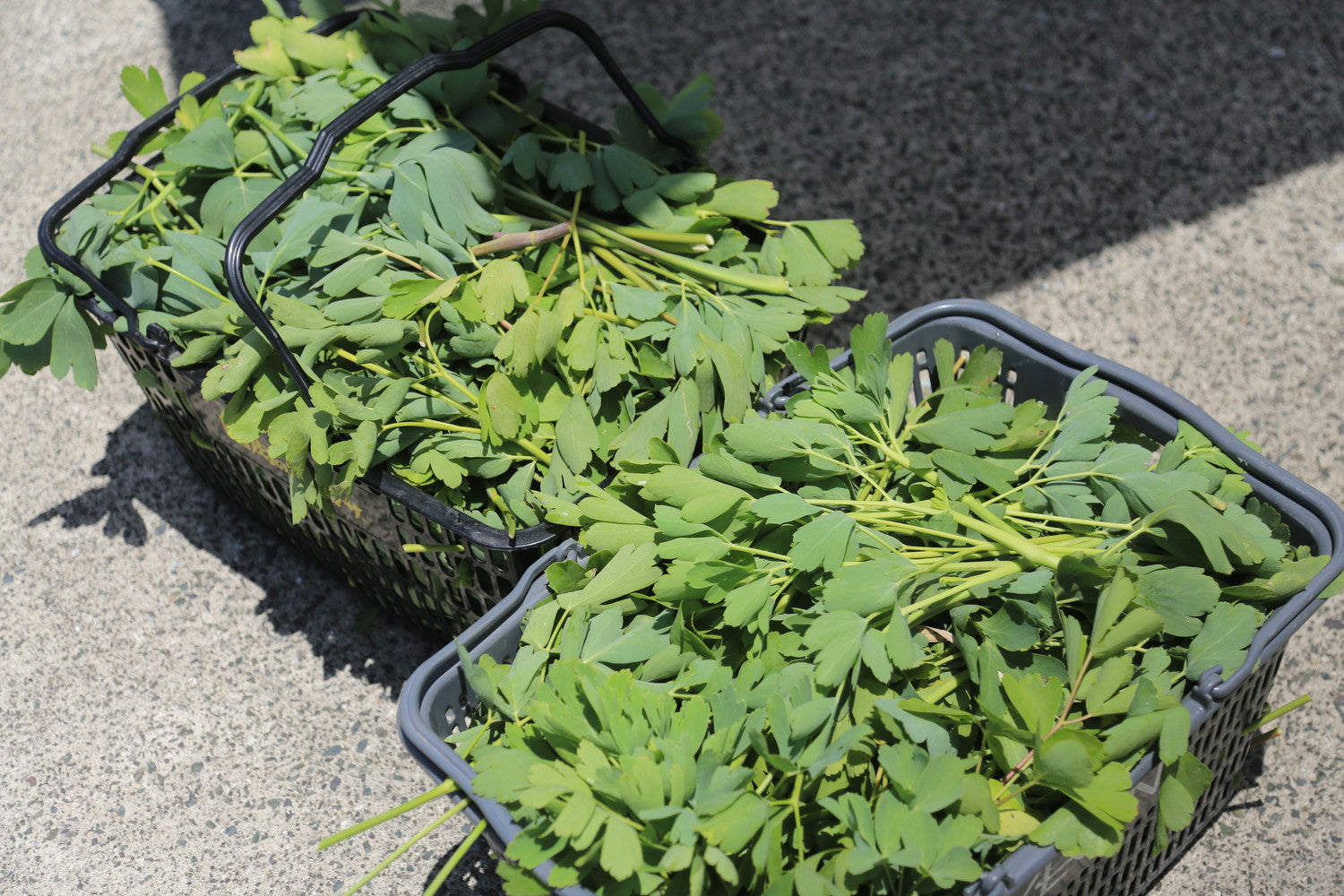 KOSHIKIBREWERY【Tripoderoo IPA】甑島産長命草とトロピカルホップ香るIPA